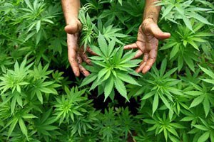 Почему не легальна марихуана наталья конопля
