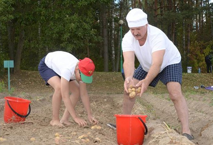 Президент Беларуси Александр Лукашенко с сыном Николаем собирает картофель на территории официальной резиденции «Дрозды», 16
августа 2015.