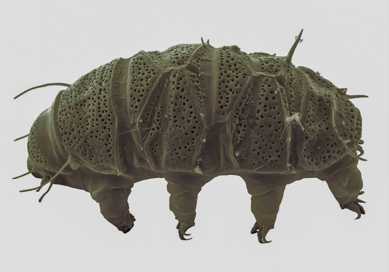 Тихоход <i>Echiniscus insularis</i> з Маврикію.