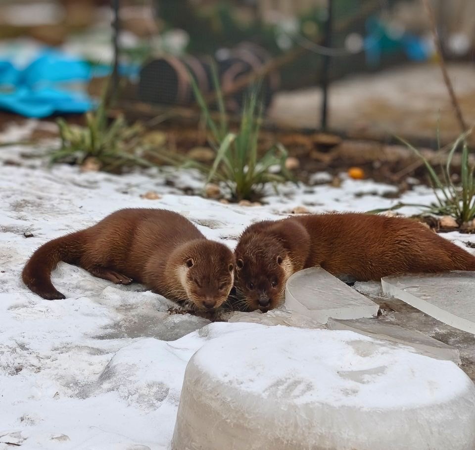 Валєра й Алатіель