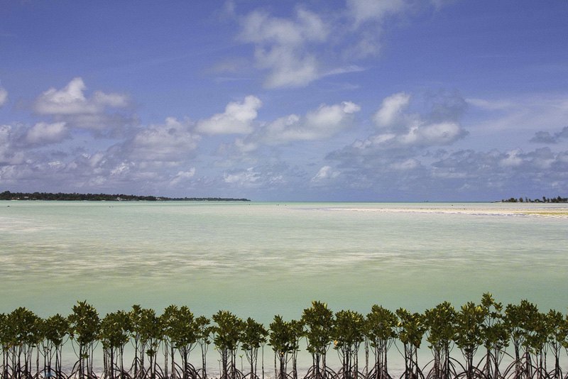 Эти свежепосаженные мангровые деревья — часть процесса адаптации Кирибати к повышению уровня моря. Кирибати входит в число самых
уязвимых мест на планете, поскольку большинство островов находятся на 3 метра ниже уровня моря. 