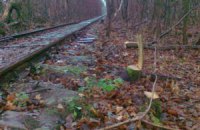 В легендарном "Тоннеле любви" в Ровенской области вырубили деревья