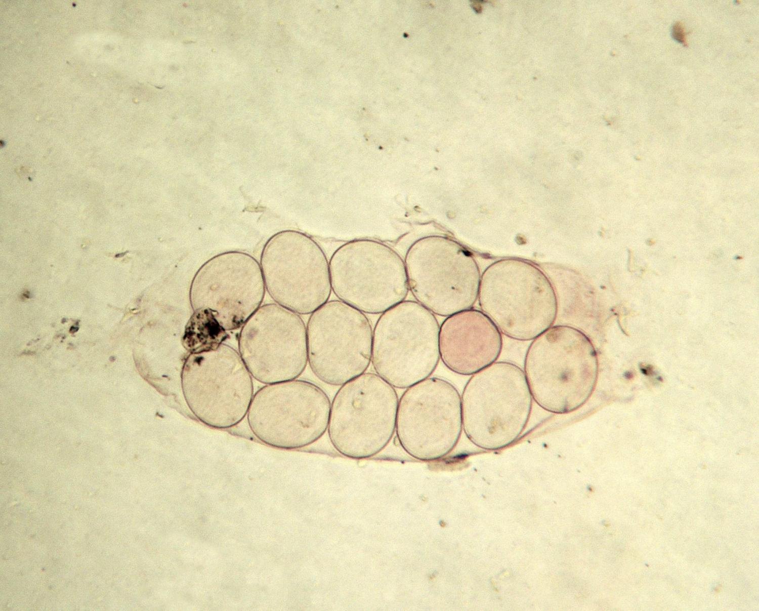 Старий покрив тихохода з яйцями.