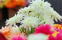 Глава Гостаможни рекомендовал покупать отечественные цветы