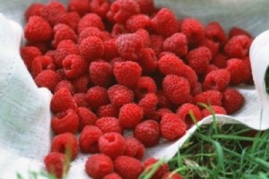 Закупівлю малини для чиновників по 670 гривень спростували
