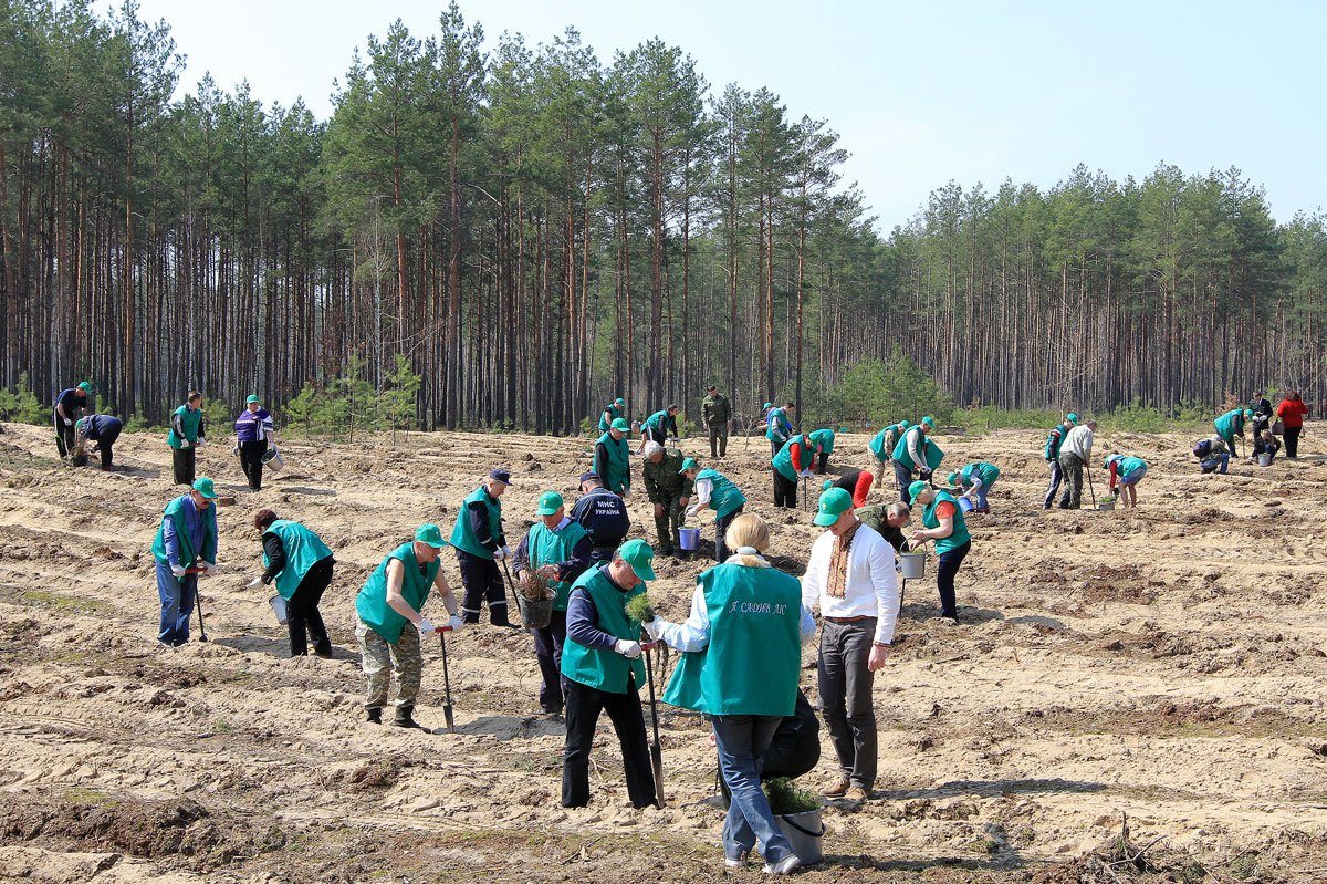 Висадка молодого лісу