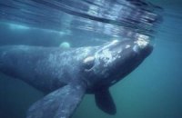 Австралійця оштрафували за катання верхи на киті