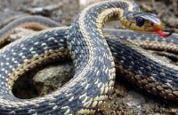 В Ивано-Франковской области трое детей за сутки попали в реанимацию после укусов змей