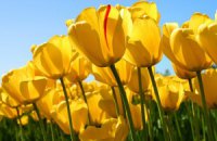 У Кіровограді розквітло майже півмільйона тюльпанів