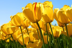 В Киеве состоится выставка тюльпанов
