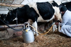 Государство будет контролировать цены на молоко