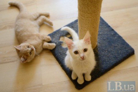 Домашний приют для кошек в Киевской области срочно нуждается в помощи (ОБНОВЛЕНО)