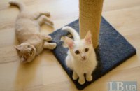Домашний приют для кошек в Киевской области срочно нуждается в помощи (ОБНОВЛЕНО)