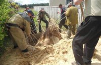 Житомирские спасатели достали из колодца коня