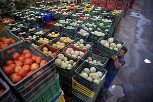 В Украине гниет 2 млн тонн овощей
