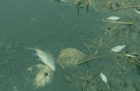 Екоінспекція назвала попередню причину масової загибелі риби в Житомирській області