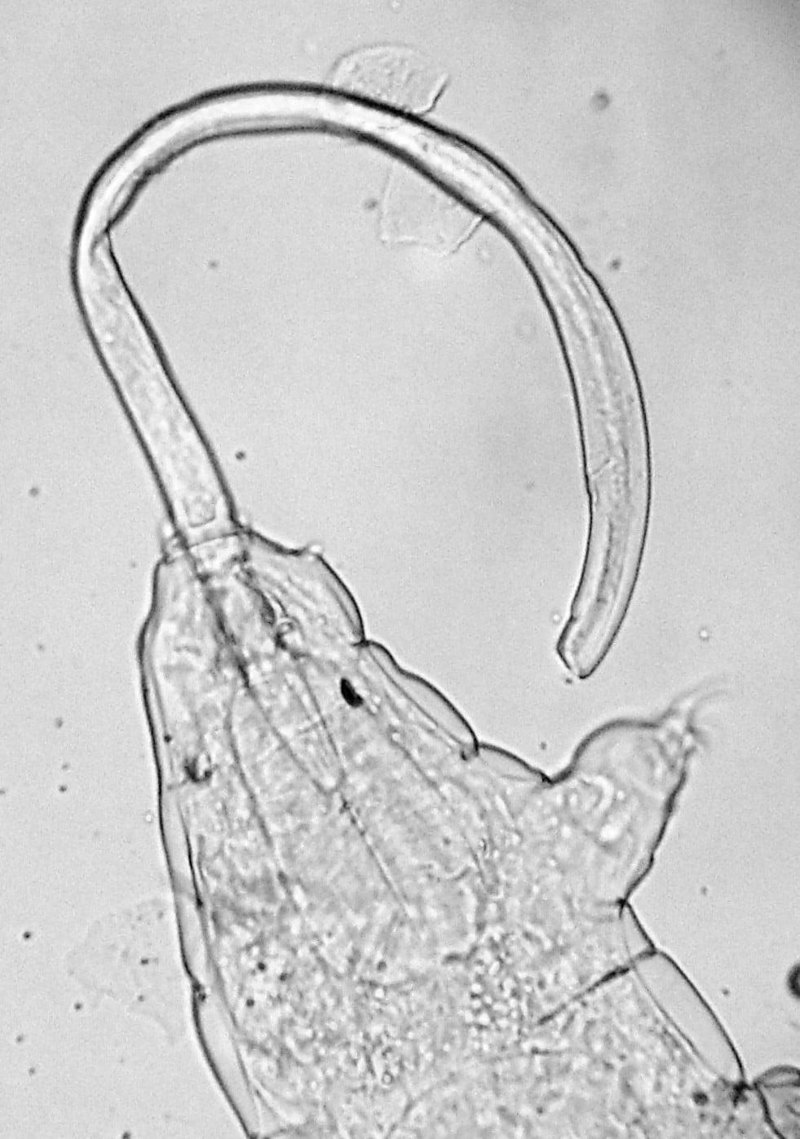 Хижий тихохід роду <i>Milnesium</i> їсть круглого черва.