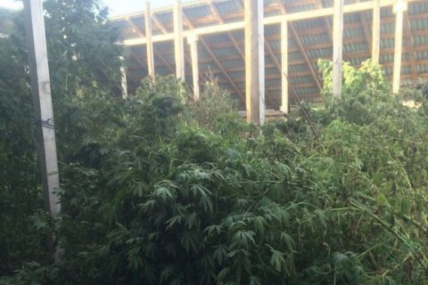 У троих жителей Кировоградской области изъяли 5 тонн марихуаны на 15 млн гривен 