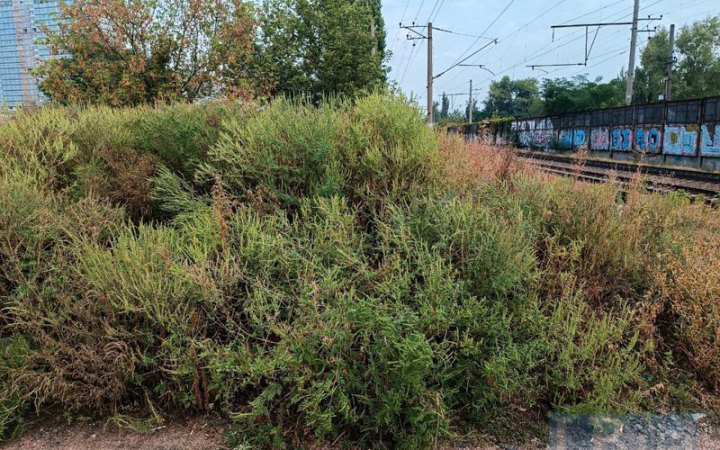 У Києві судитимуть підприємця у справі про привласнення майже 5 млн грн, виділених на ліквідацію амброзії