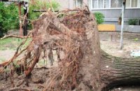 У Донецькій області буря повалила близько тисячі дерев