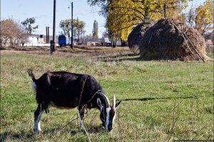 Ввоз в Украину из Болгарии мелкого рогатого скота запрещен из-за оспы