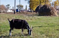 Ввоз в Украину из Болгарии мелкого рогатого скота запрещен из-за оспы