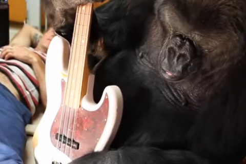 Басист Red Hot Chili Peppers дал горилле поиграть на своей гитаре