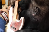 Басист Red Hot Chili Peppers дал горилле поиграть на своей гитаре