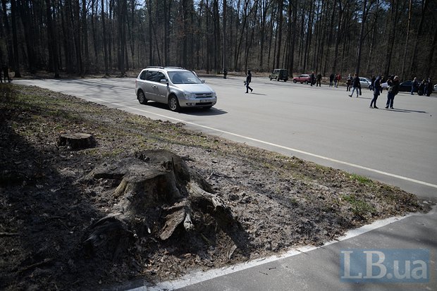 Эту площадку посреди леса заасфальтировали якобы к дню рождения Януковича