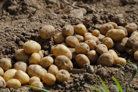 Три главных правила выращивания картофеля