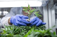 Шкода від наркотиків у світі зросла на чверть з 1990 року: в Україні найбільшу загрозу становлять опіоїди