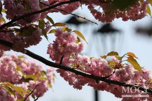 Завтра в Києві без опадів