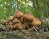 В Днепродзержинске 20-летняя девушка отравилась грибами