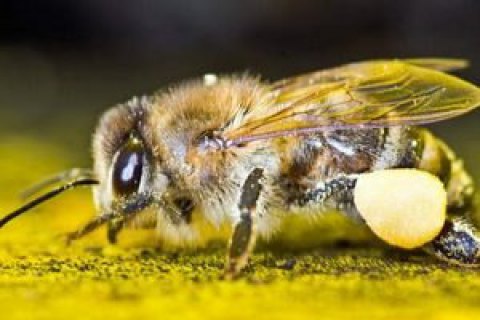 В Англии украли 24 тысячи пчел