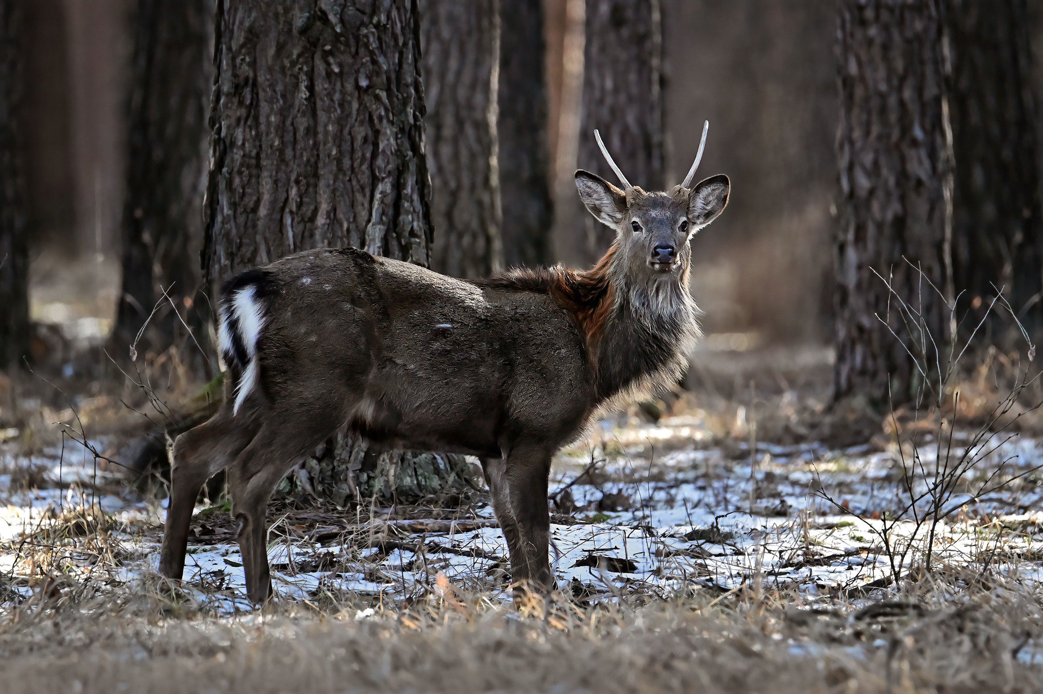 Олень плямистий