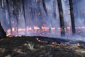 На Дніпропетровщині горіло майже 5 га лісу