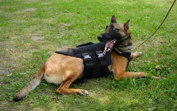 Фонд Баффета передав бронежилети для службових собак ДСНС