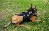 Фонд Баффета передав бронежилети для службових собак ДСНС