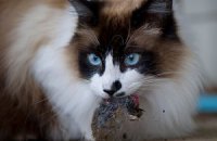 Самые популярные домашние животные в Украине – коты