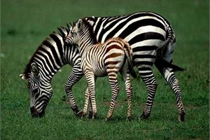Британские ученые выяснили, почему зебры имеют полосатый окрас