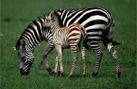 Британские ученые выяснили, почему зебры имеют полосатый окрас