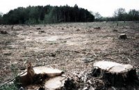 Гройсман поручил провести аэрофотосъемку лесов для мониторинга их вырубки