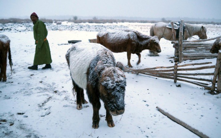 Завірюхи у Монголії вбили вісім осіб