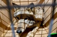 Из Украины под видом собак пытались вывезти трех волков