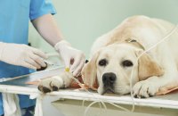 Набув чинності закон про ветеринарну медицину та благополуччя тварин