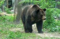 Животных в Киевском зоопарке накормят посетители