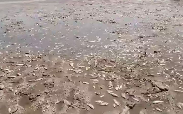 Підрив Каховської ГЕС: МОЗ закликає не пити воду з криниць та не вживати загиблу рибу