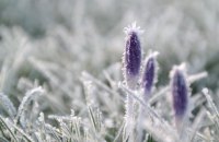 Цієї ночі Україні прогнозують заморозки до -5°