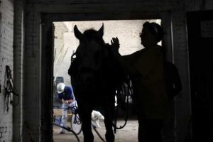 ​В Украине политики массово «подсели» на конный спорт 