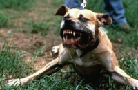 В США свора собак загрызла годовалого ребенка